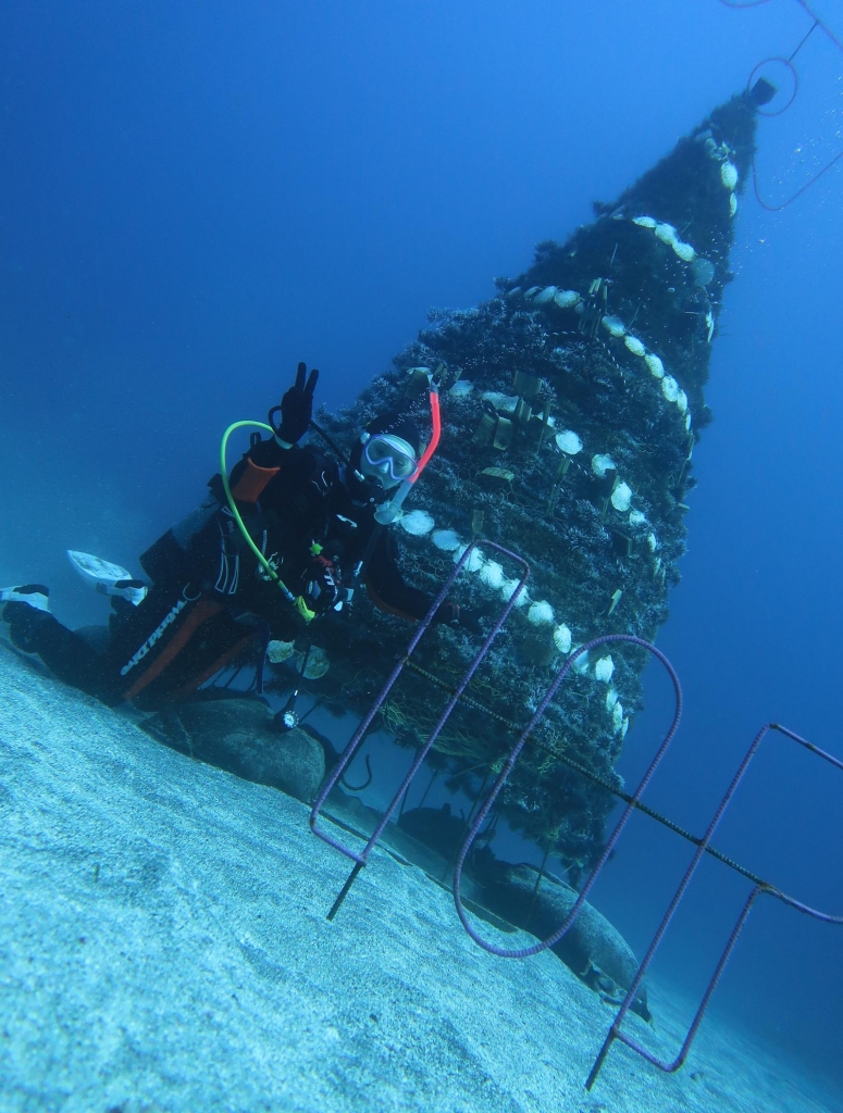 潜り納めダイビング! | Diving School IL Mare