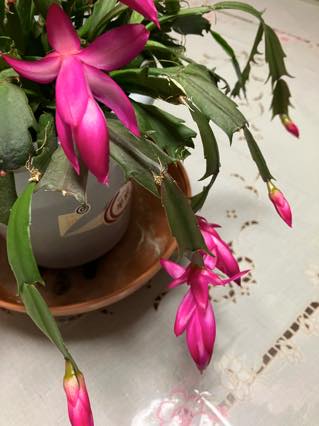 デンマークカクタス（カミーラ） | ミミボッチ