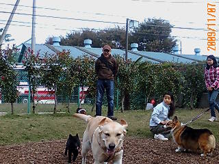祖師谷公園 【公園へ行こう】 犬と散歩 | 季節を愛でる