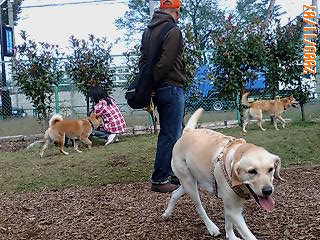 祖師谷公園 【公園へ行こう】 犬と散歩 | 季節を愛でる