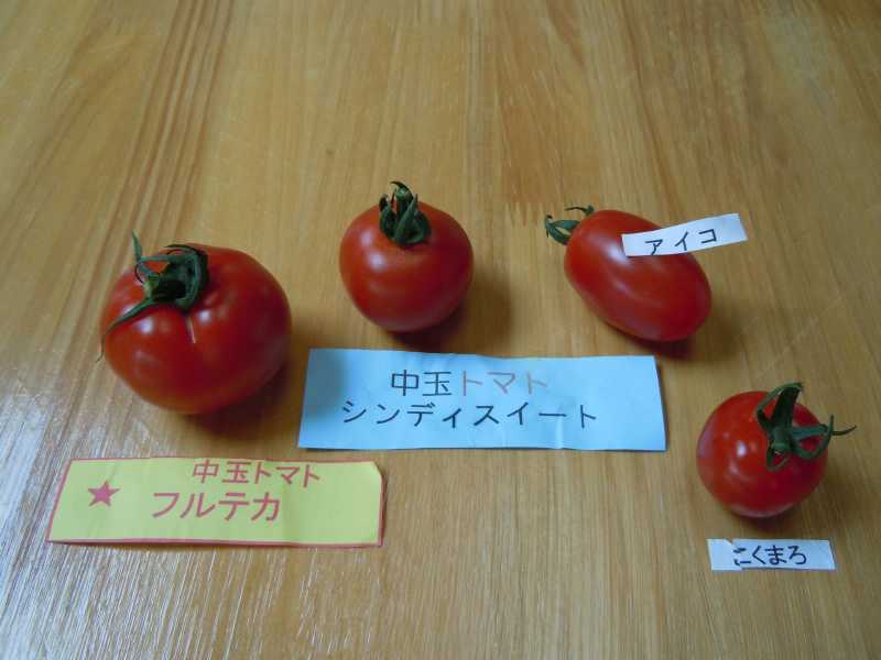 トマト色々 | 季節を愛でる
