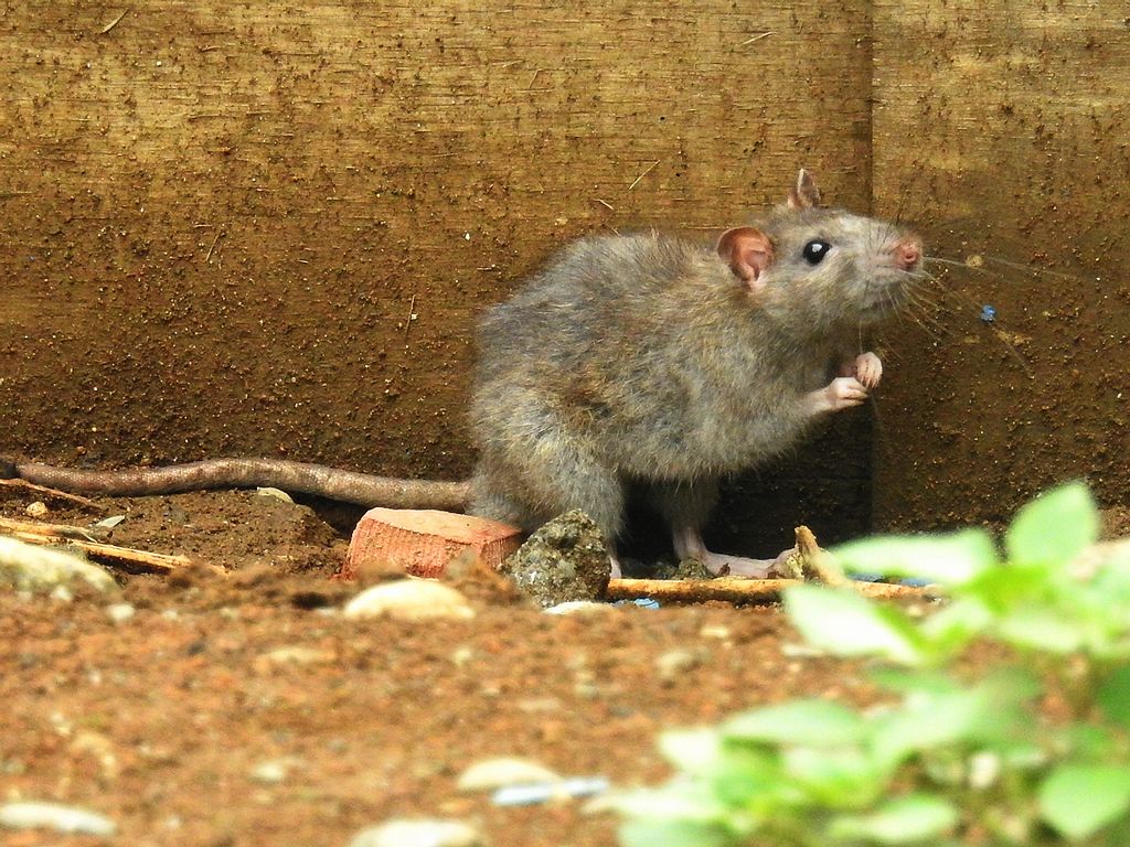 ドブネズミ | 鼠狸庵閑話(そりゃあかんわ)