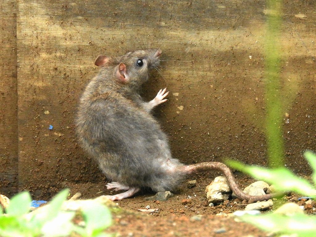 ドブネズミ | 鼠狸庵閑話(そりゃあかんわ)