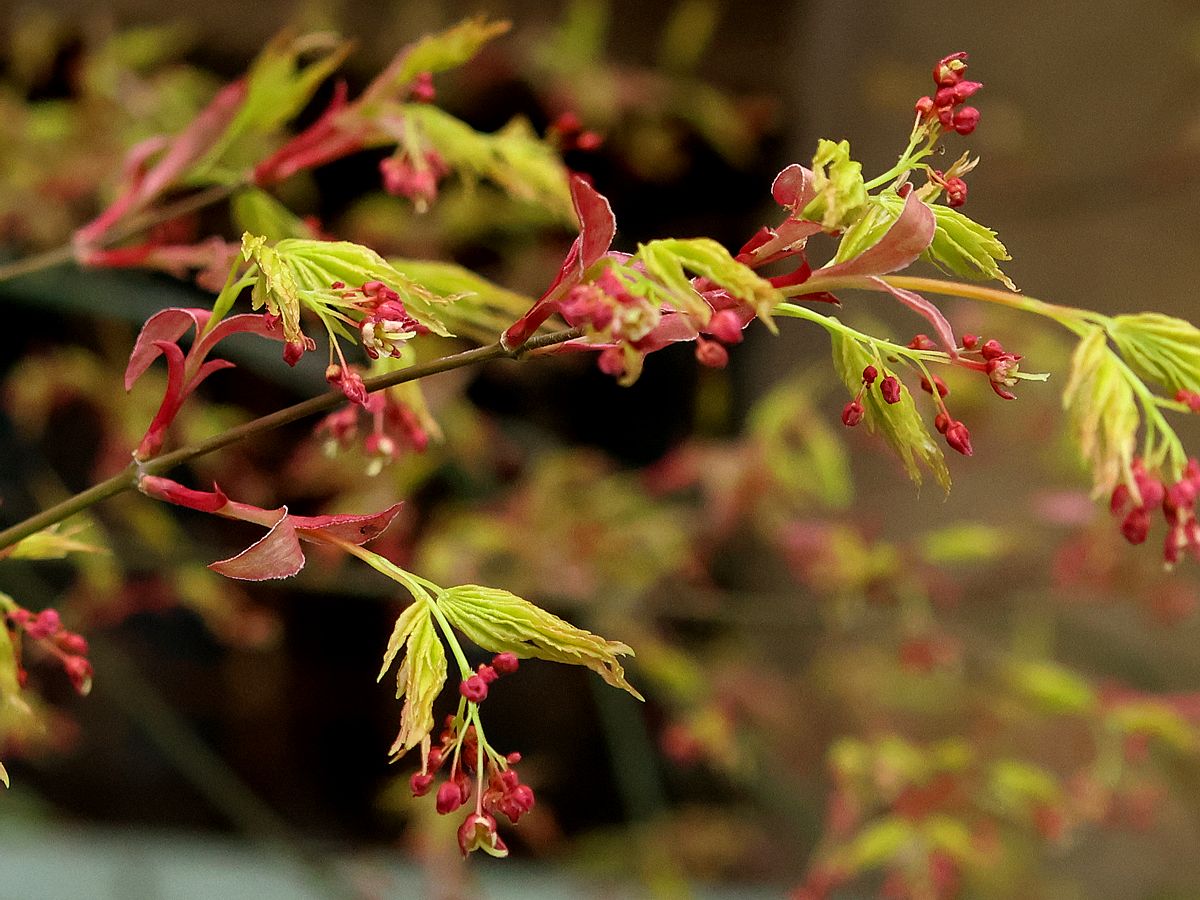 イロハモミジの芽吹き | 鼠狸庵閑話(そりゃあかんわ）