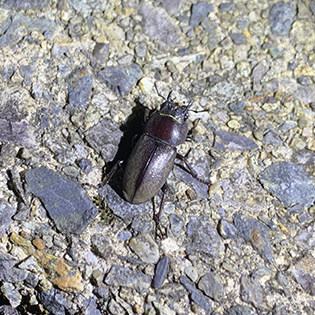 新潟県産 天然採集 オオクワガタ メス♀35ミリ 新潟 オオクワ WD