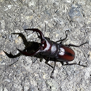 2025.クワガタ採集記その2」～令和7年新潟県産オオクワガタとの遭遇