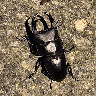 2025.クワガタ採集記その2」～令和7年新潟県産オオクワガタとの遭遇