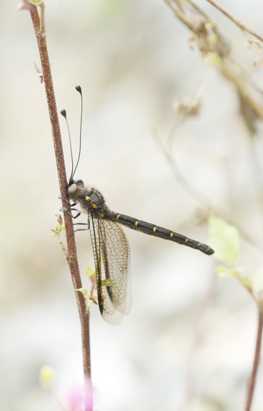 オキナワツノトンボ Suphalomitus okinawaensis | むいにょろblog