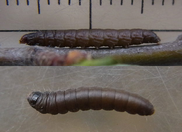 オオトビネマダラメイガ:越冬幼虫、走る | センスオブワンダふるイモムシケムシ