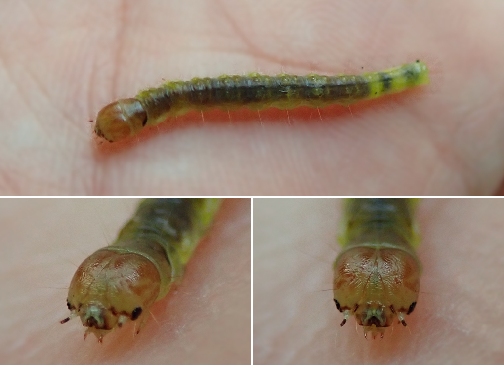 オオ）ハイジロハマキ（2）：続・モラトリアム幼虫 | センスオブワンダ