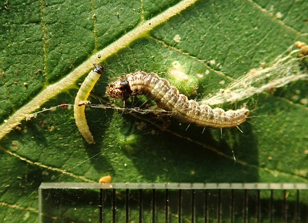 クロモンフトメイガ（2）：中齢幼虫について | センスオブワンダふる