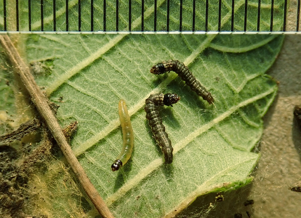 クロモンフトメイガ（2）：中齢幼虫について | センスオブワンダふる