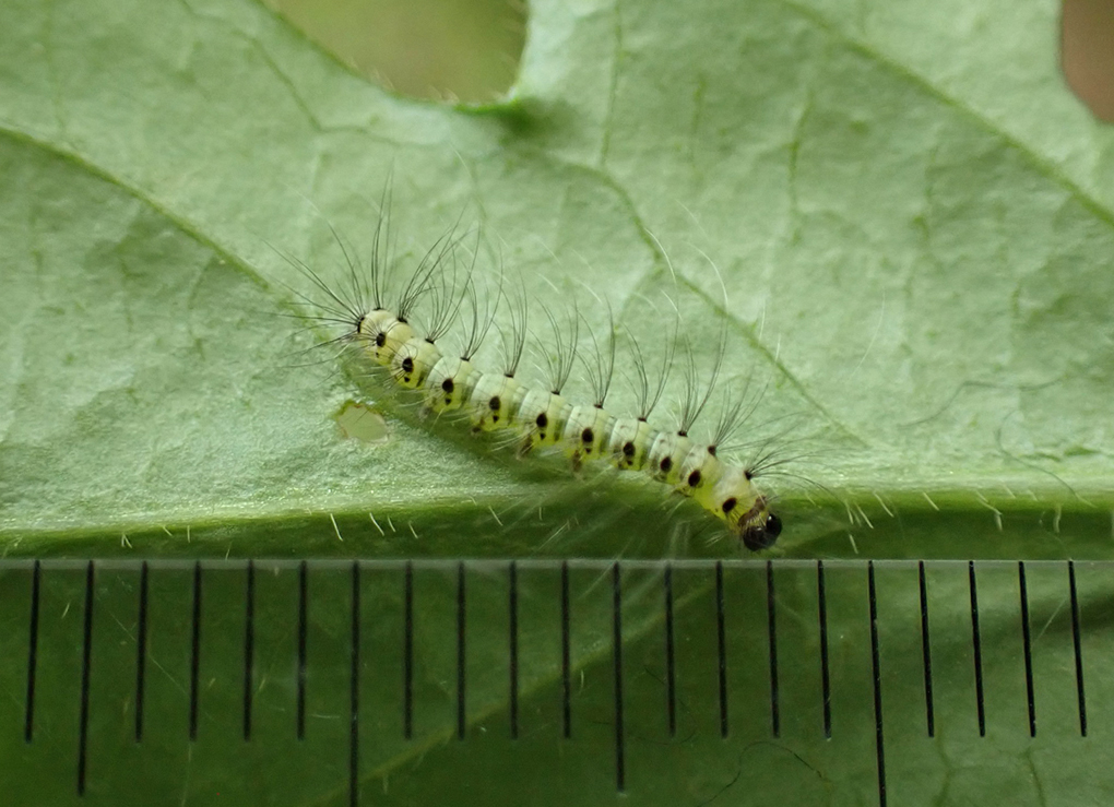 オビガ：最強モフモフ幼虫 | センスオブワンダふるイモムシケムシ