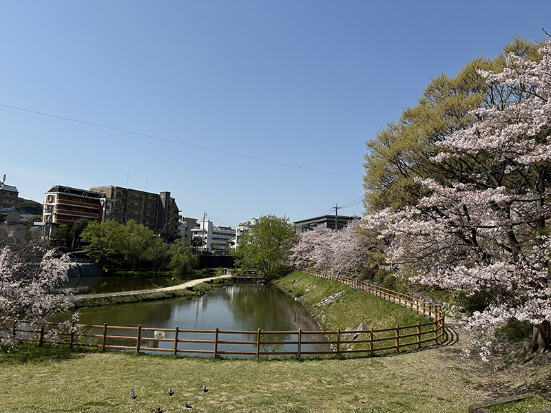 波紋花 NO.5 （妻へお花のプレゼント！おすすめの選び方は… | おくり 