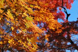 red leaves in Hakone