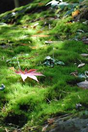 red leaves on moss in Hakone