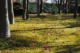 a garden in Hakone museum