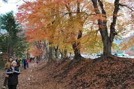 red leaves road