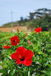 south daito island