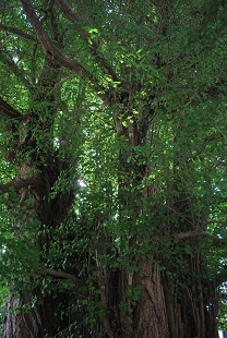 yamadera temple