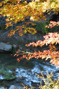 autumn color of leaves in okutsukei