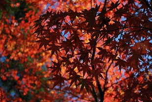 autumn color of leaves in okutsukei