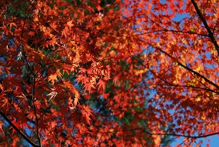 autumn color of leaves in okutsukei