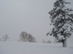 ski in kiroro