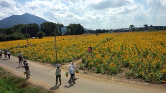 sunflower