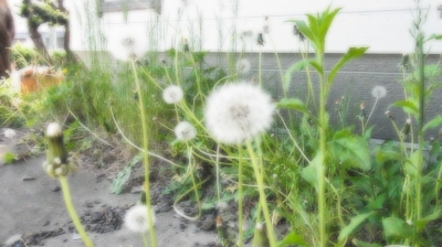 Dandelion