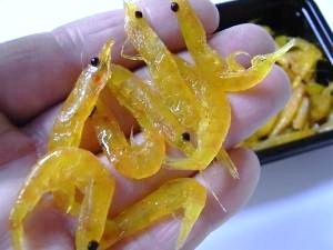 黄色いオキアミ｢無双｣です。 | ベイトネット釣り情報