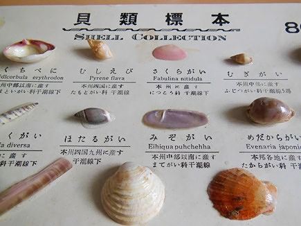 貝類標本 | つぐみのひげの王様