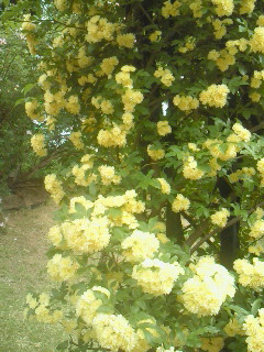 201105041459000.jpg