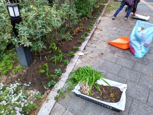年内植込を目指しパンジー列植 | なぎさ花壇管理会 MA耶