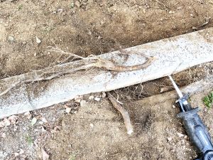 プロック沿いに太根を伸ばす | なぎさ花壇管理会 MA耶
