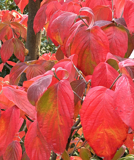 京都の紅葉、見頃を迎えはじめています。
