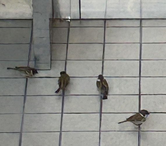 来春も新作10柄揃い踏み、どうぞお楽しみに…！