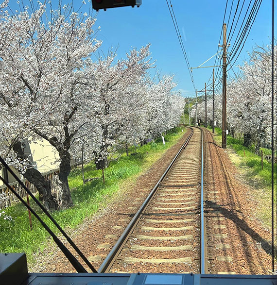 京都の桜、まだまだ楽しめますよ☆