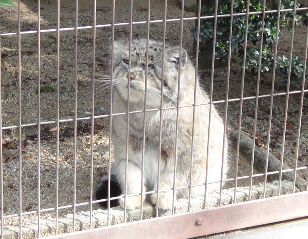 にゃんこさん可愛いです | Unitybox!=WebLog= 