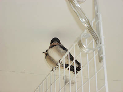 �ĥХ�Υ��饹�褱�����饹���к�