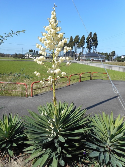 厚葉君が代蘭（アツバキミガヨラン）・・ユッカ蘭（ユッカラン
