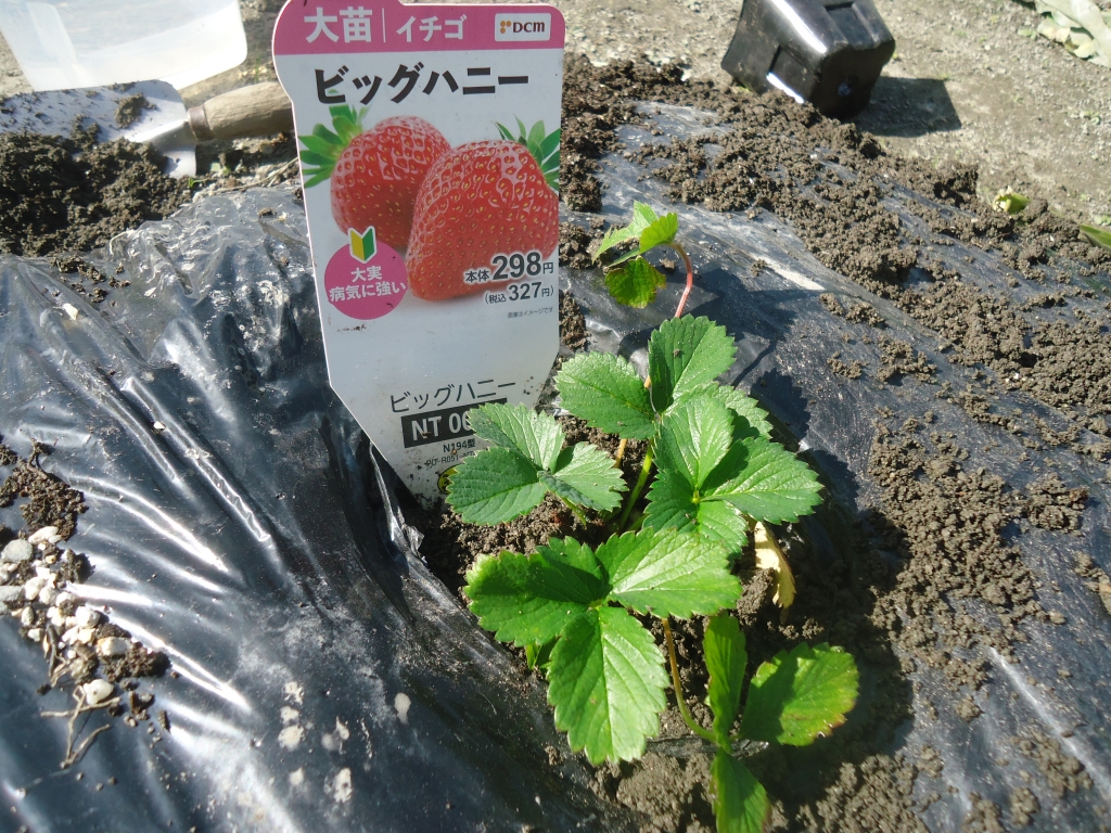 🍓ビッグハニー！ | シニアでマラソン頑張ります。