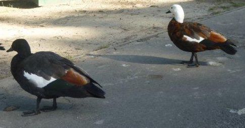 ラブラブなアヒル！その名もパラダイスダック・・・NZの鳥