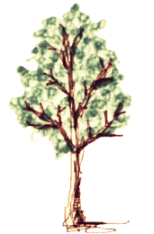 tree02.gif