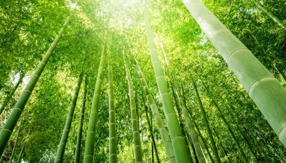 「100年ぶりに竹の花咲く変化変動年」2019春 | 「 ひと環境の幸せ自然法則