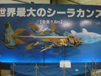 第23回特別企画展シーラカンス－ブラジルの化石と大陸移動の証人