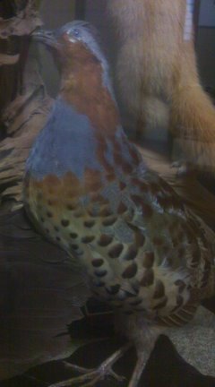 小綬鶏(コジュケイ)剥製