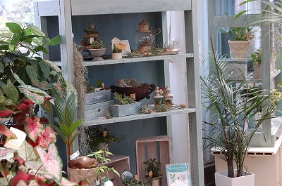 多肉植物寄せ植え白いブリキの器可愛い寄せ植え❤ 持ち替える
