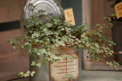 多肉植物寄せ植え白いブリキの器可愛い寄せ植え❤ 過多 多肉植物寄せ植え白いブリキの器可愛い寄せ植え❤ 過多