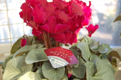 ロク様 リクエスト 2点 まとめ商品　シクラメン　赤い彗星　シンビジューム ロク様 リクエスト 2点 まとめ商品 シクラメン 赤い彗星